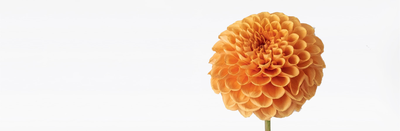 黄色い花の写真