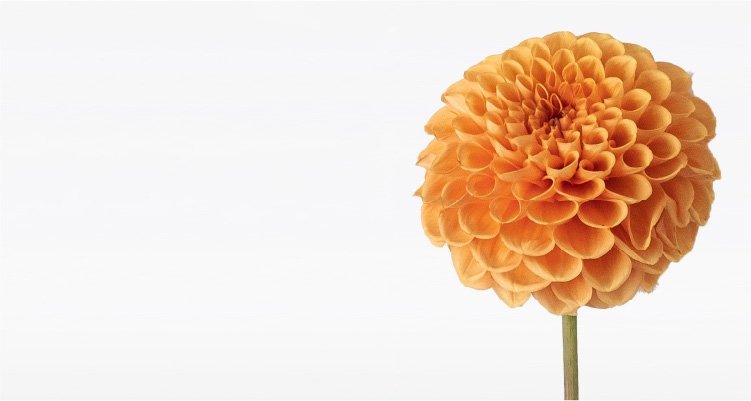 黄色い花の写真