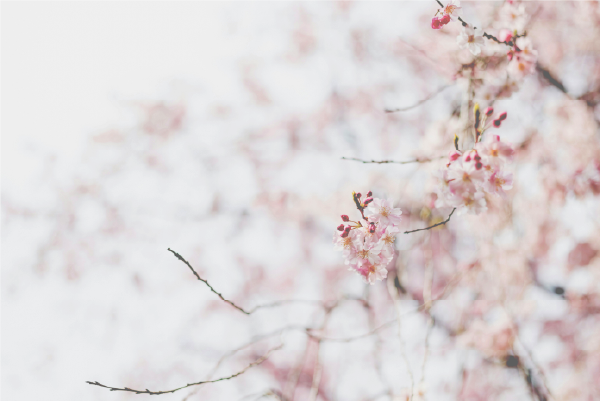 桜の写真